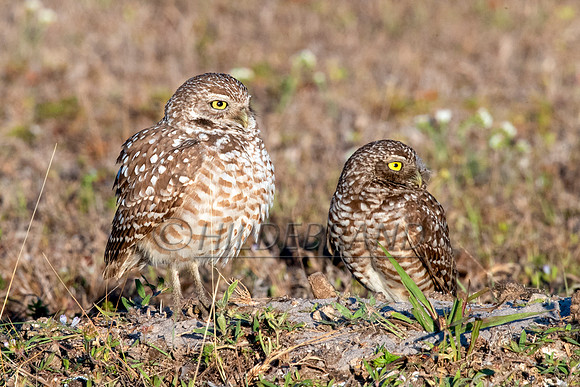 Burrowing Owl