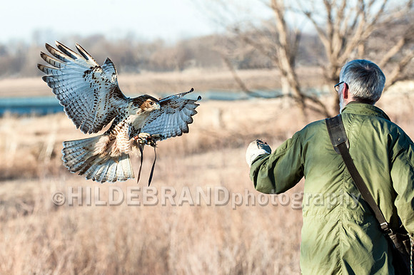 The Falconer