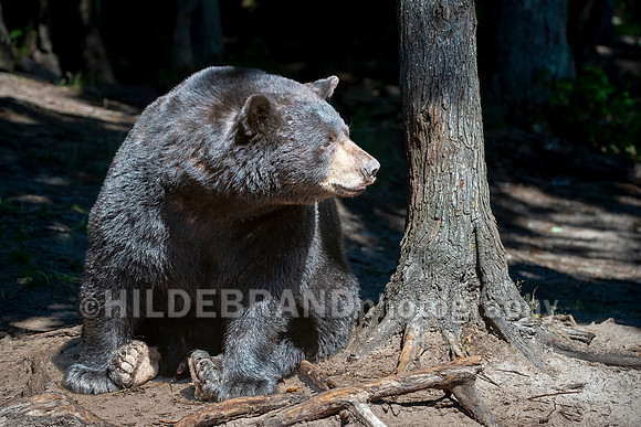 Black Bear
