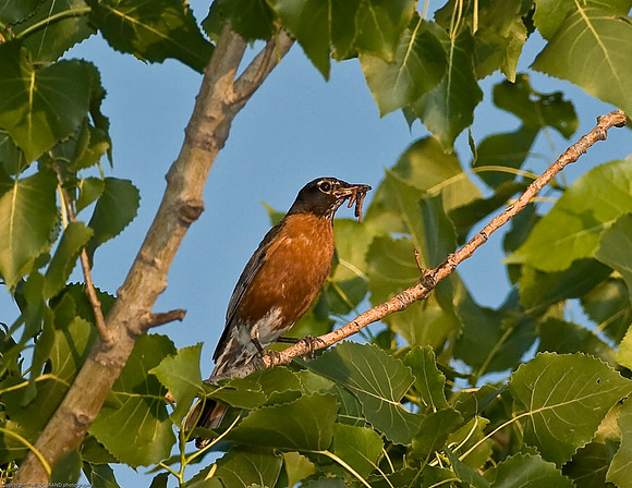 American Robin