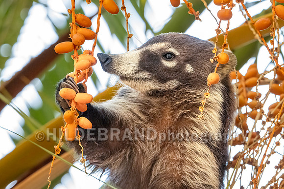 Coatimundi