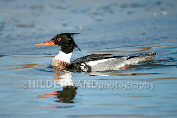 Red-breasted Merganser