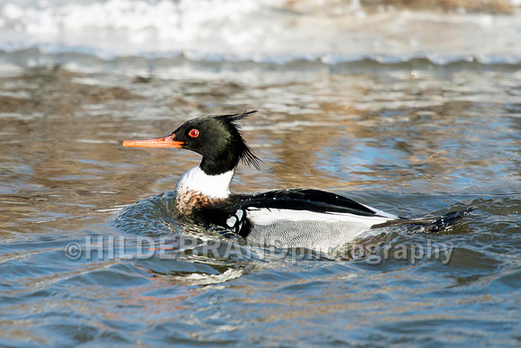 Red-breasted Merganser
