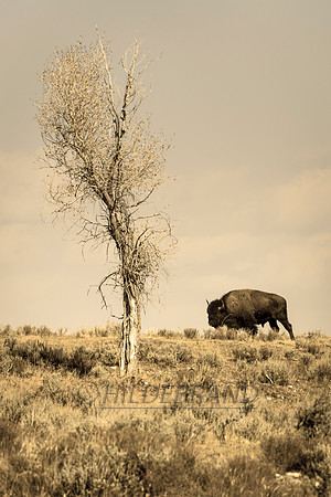 Desolate