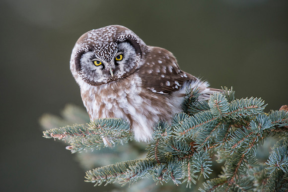 Boreal Owl