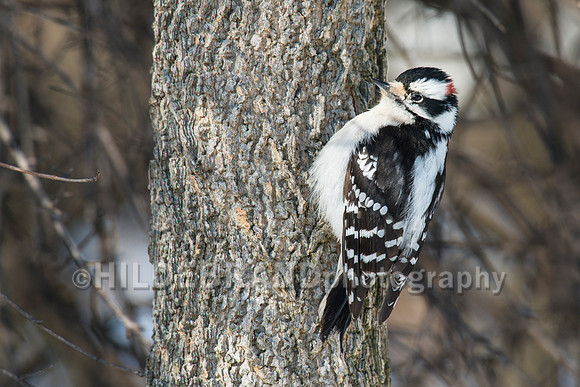 Downy Woodpecker