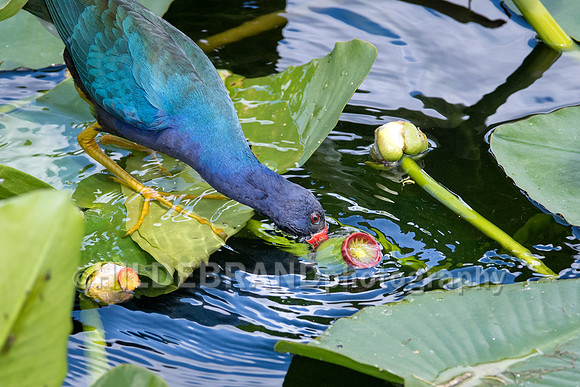 Purple Gallinule