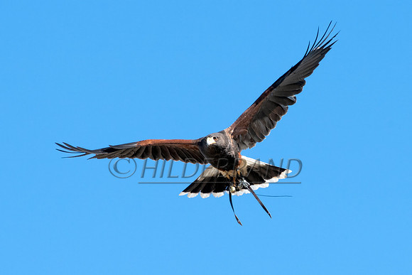 Harris's Hawk