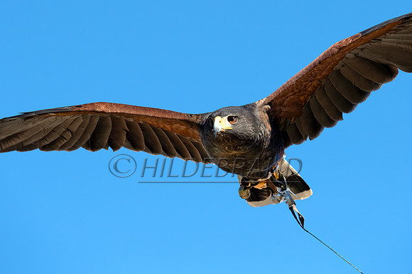 Harris's Hawk