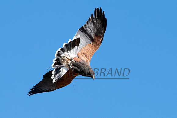 Harris's Hawk