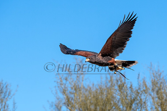 Harris's Hawk