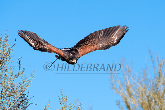 Harris's Hawk