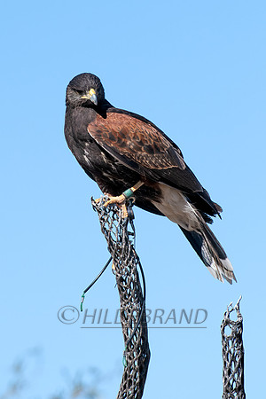 Harris's Hawk