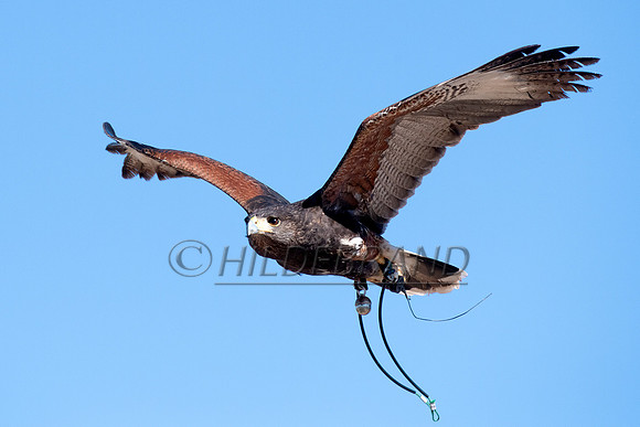 Harris's Hawk