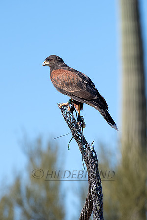 Harris's Hawk