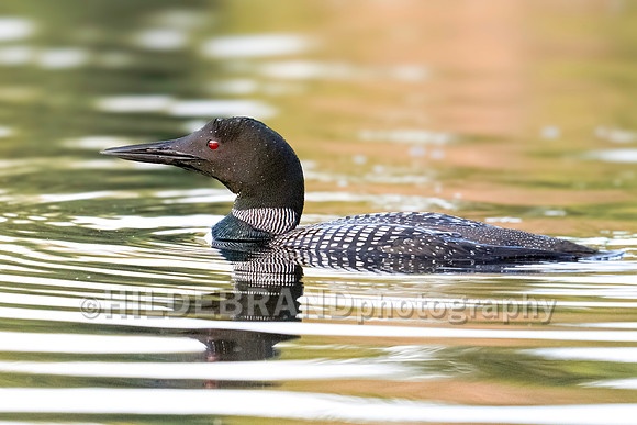 Common Loon