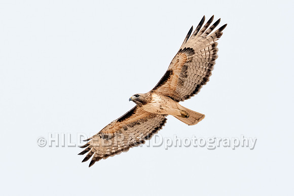 Red-tailed Hawk
