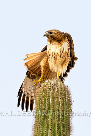 Red-tailed Hawk
