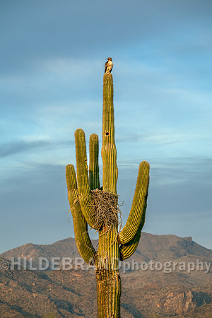 Red-tailed Hawk