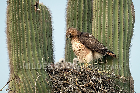 Red-tailed Hawk