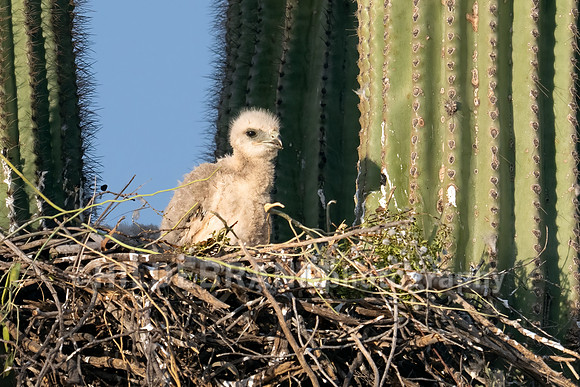 Red-tailed Hawk