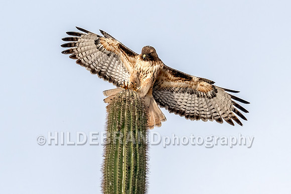 Red-tailed Hawk