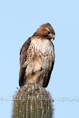 Red-tailed Hawk