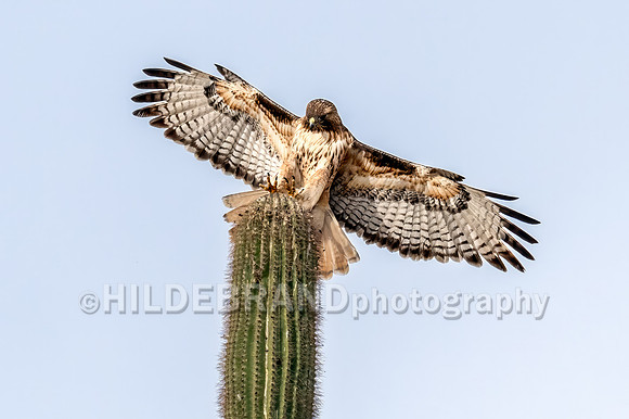 Red-tailed Hawk