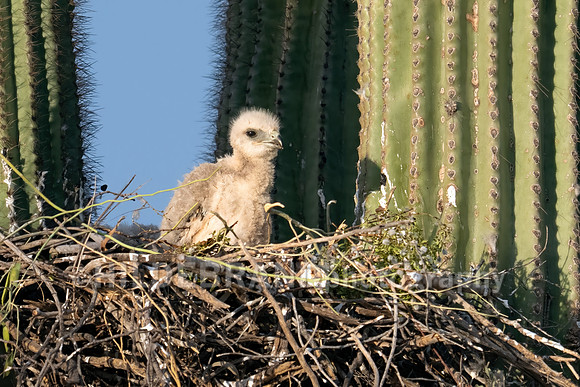 Red-tailed Hawk