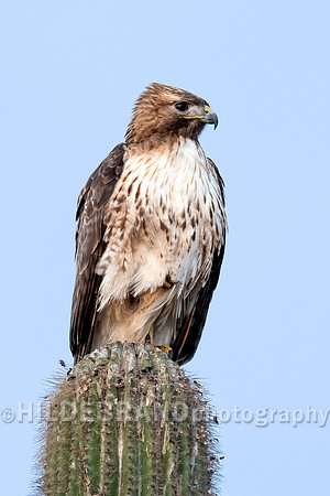 Red-tailed Hawk