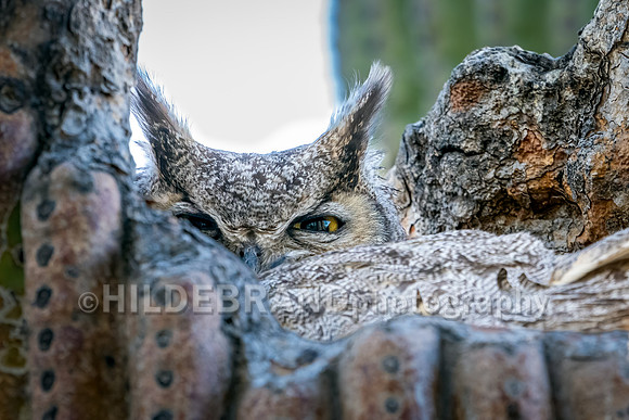 Great Horned Owl