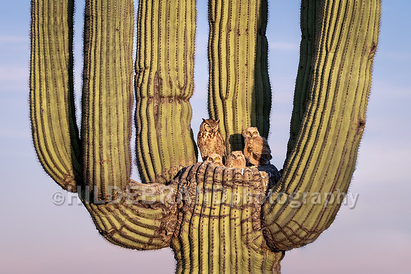 Great Horned Owl