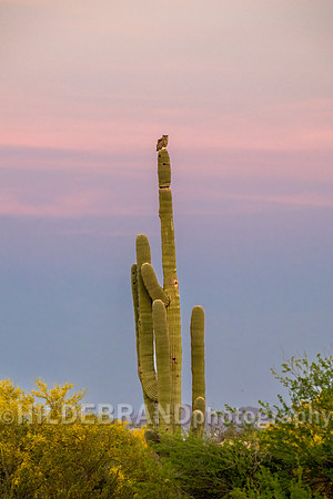 Great Horned Owl
