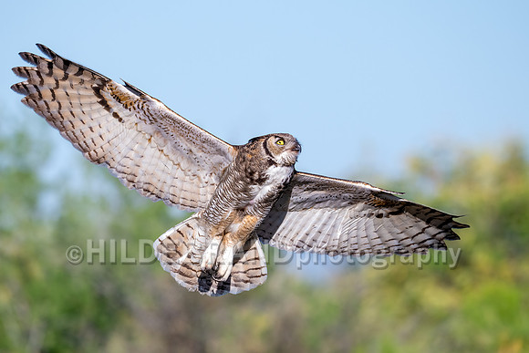 Great Horned Owl
