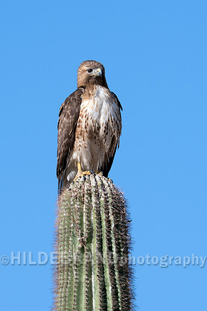Red-tailed Hawk