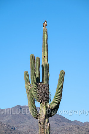 Red-tailed Hawk