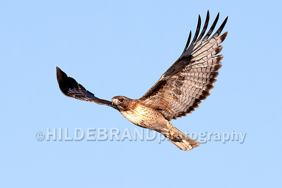 Red-tailed Hawk