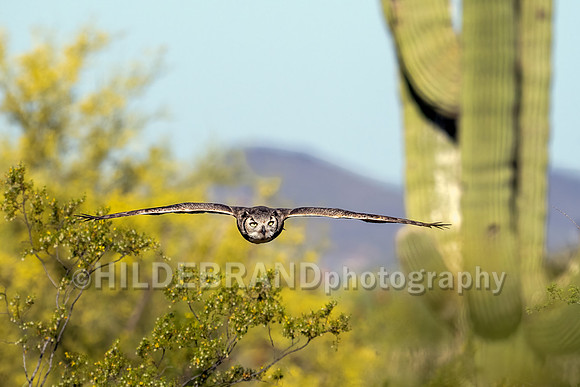 Great Horned Owl