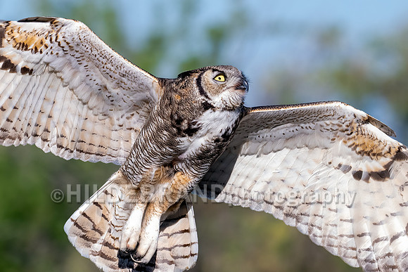 Great Horned Owl