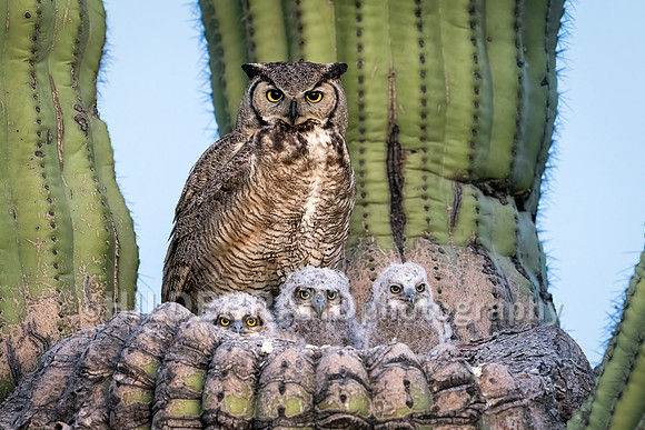 Great Horned Owl