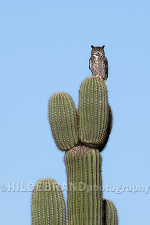 Great Horned Owl