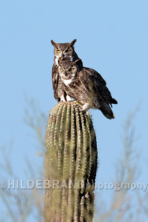 Great Horned Owl