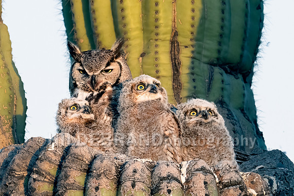 Great Horned Owl