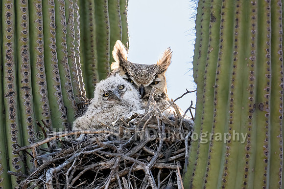 Great Horned Owl