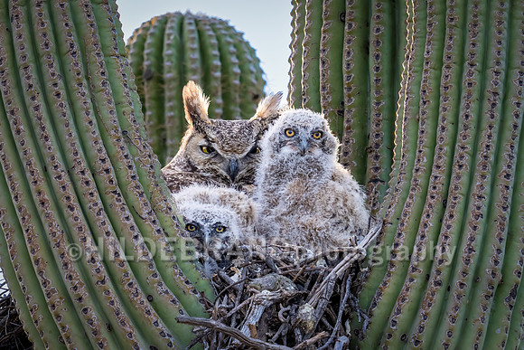 Great Horned Owl