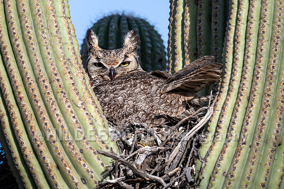 Great Horned Owl