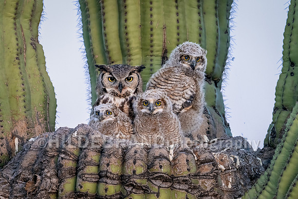 Great Horned Owl