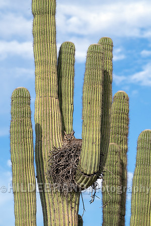 Great Horned Owl