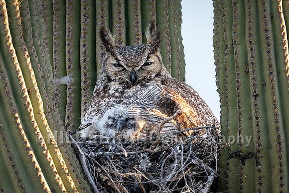 Great Horned Owl