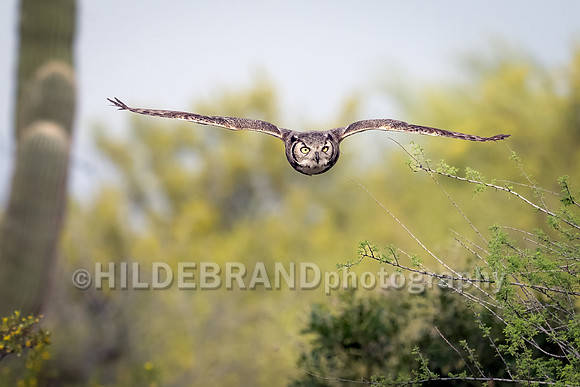 Great Horned Owl